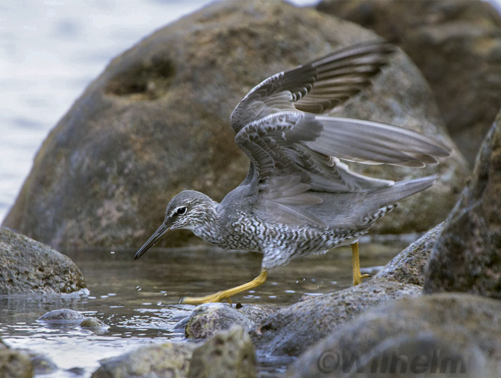 shore bird hunting in tide pool on Maui